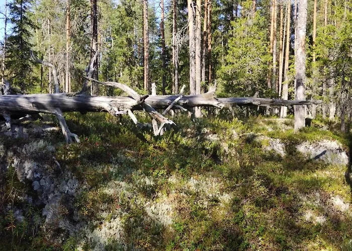 Pensionat Maaseudulla Arctic